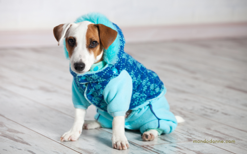 10 regali per chi ha un cane