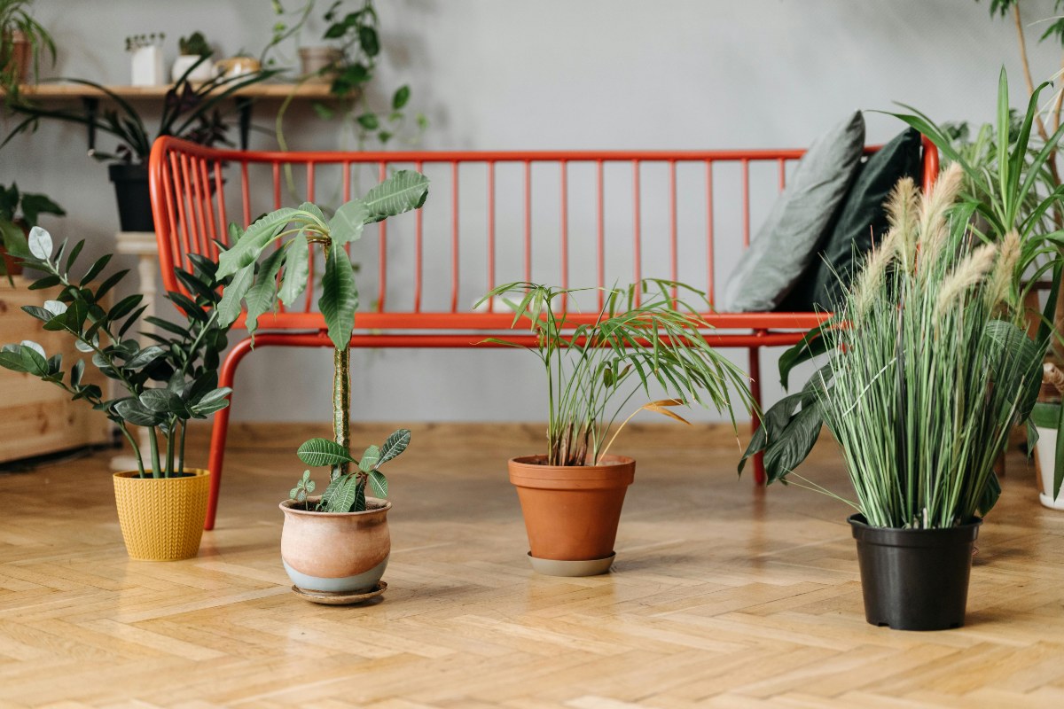 Piante da interno che purificano l'aria: le 10 più efficaci e facili da curare